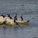 Black swans congregate on the rocky banks of a bay